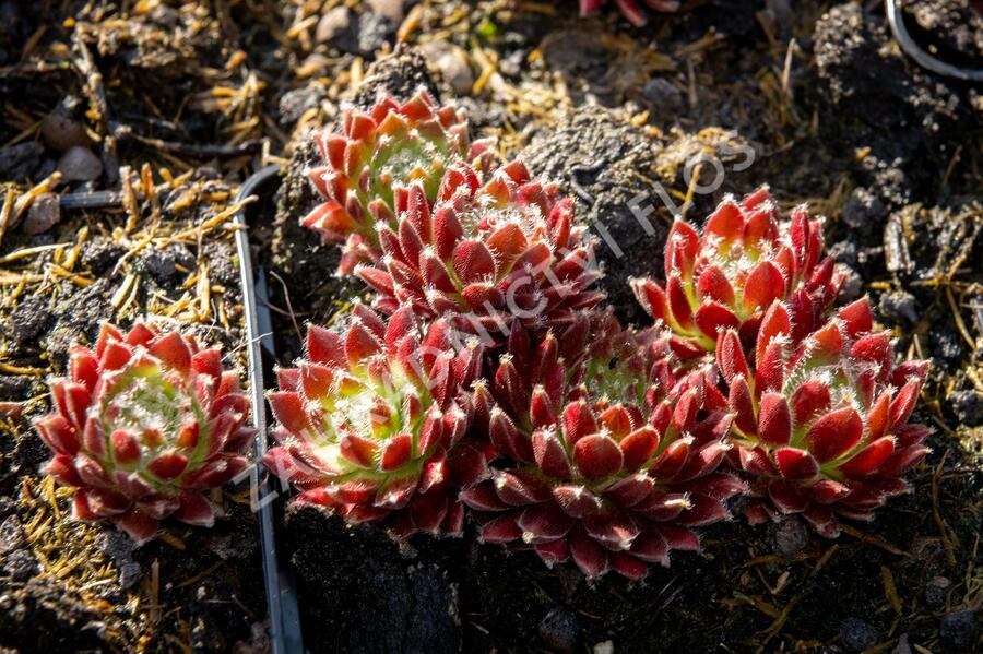 Netřesk 'Silberkarneol' - Sempervivum 'Silberkarneol'