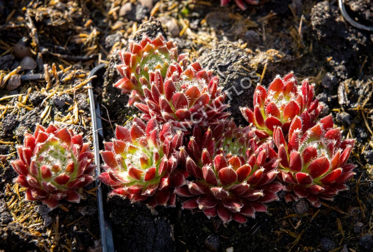 Netřesk 'Silberkarneol' - Sempervivum 'Silberkarneol'