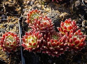 Netřesk 'Silberkarneol' - Sempervivum 'Silberkarneol'