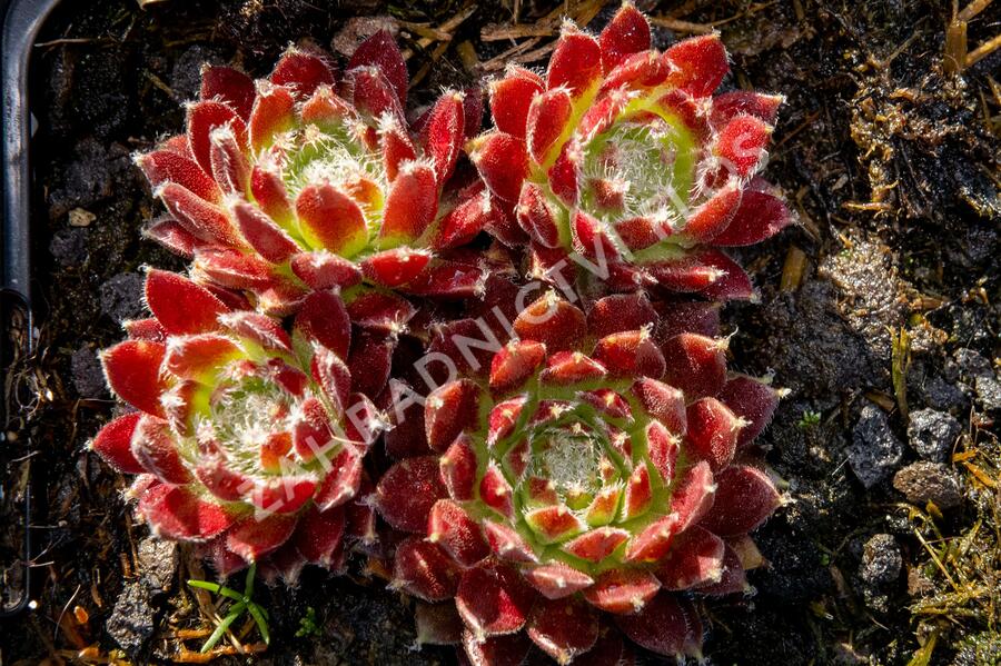 Netřesk 'Silberkarneol' - Sempervivum 'Silberkarneol'