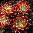 Netřesk 'Silberkarneol' - Sempervivum 'Silberkarneol'