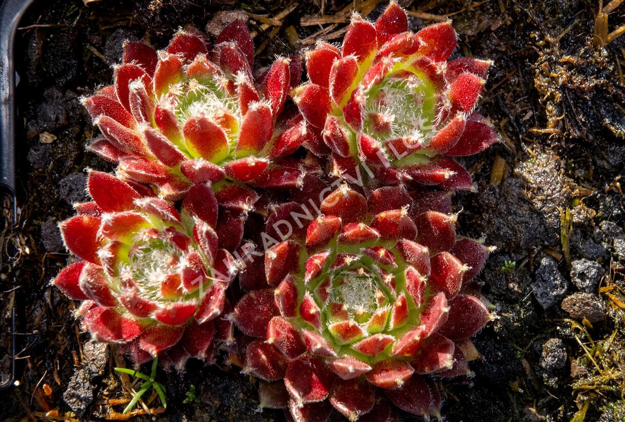Netřesk 'Silberkarneol' - Sempervivum 'Silberkarneol'