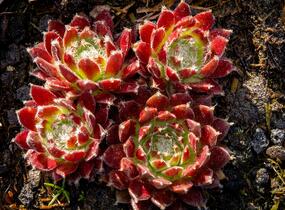 Netřesk 'Silberkarneol' - Sempervivum 'Silberkarneol'