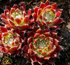 Netřesk 'Silberkarneol' - Sempervivum 'Silberkarneol'