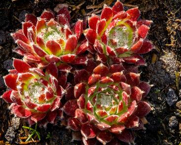 Netřesk 'Silberkarneol'