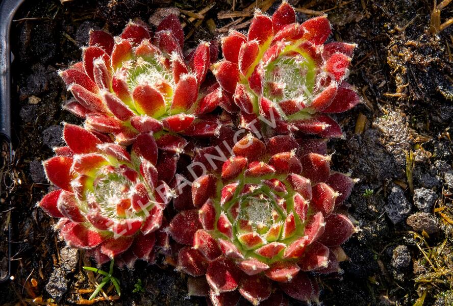 Netřesk 'Silberkarneol' - Sempervivum 'Silberkarneol'