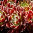 Netřesk 'Silberkarneol' - Sempervivum 'Silberkarneol'