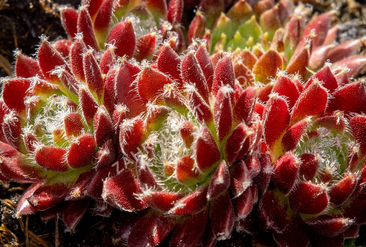 Netřesk 'Silberkarneol' - Sempervivum 'Silberkarneol'