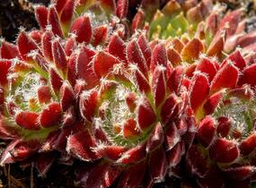 Netřesk 'Silberkarneol' - Sempervivum 'Silberkarneol'