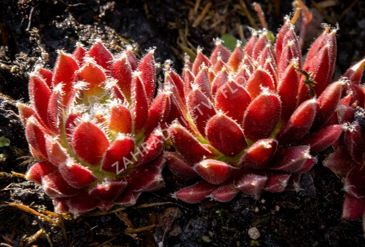 Netřesk 'Silberkarneol' - Sempervivum 'Silberkarneol'