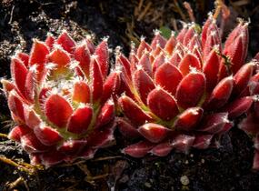 Netřesk 'Silberkarneol' - Sempervivum 'Silberkarneol'