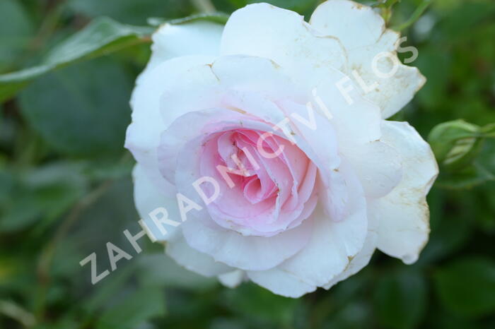 Růže mnohokvětá Kordes 'Bremer Stadtmusikanten' - Rosa MK 'Bremer Stadtmusikanten'