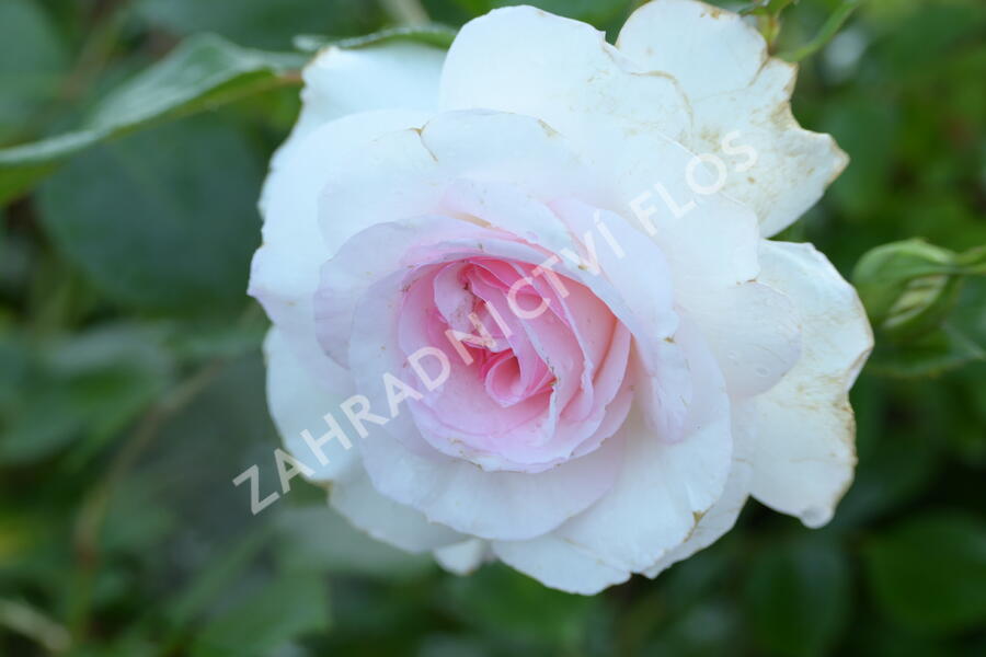 Růže mnohokvětá Kordes 'Bremer Stadtmusikanten' - Rosa MK 'Bremer Stadtmusikanten'