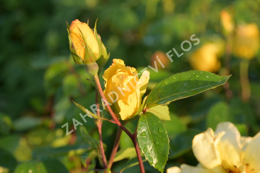 Růže pnoucí 'Golden Showers' - Rosa PN 'Golden Showers'