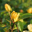 Růže pnoucí 'Golden Showers' - Rosa PN 'Golden Showers'