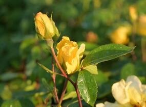 Růže pnoucí 'Golden Showers' - Rosa PN 'Golden Showers'