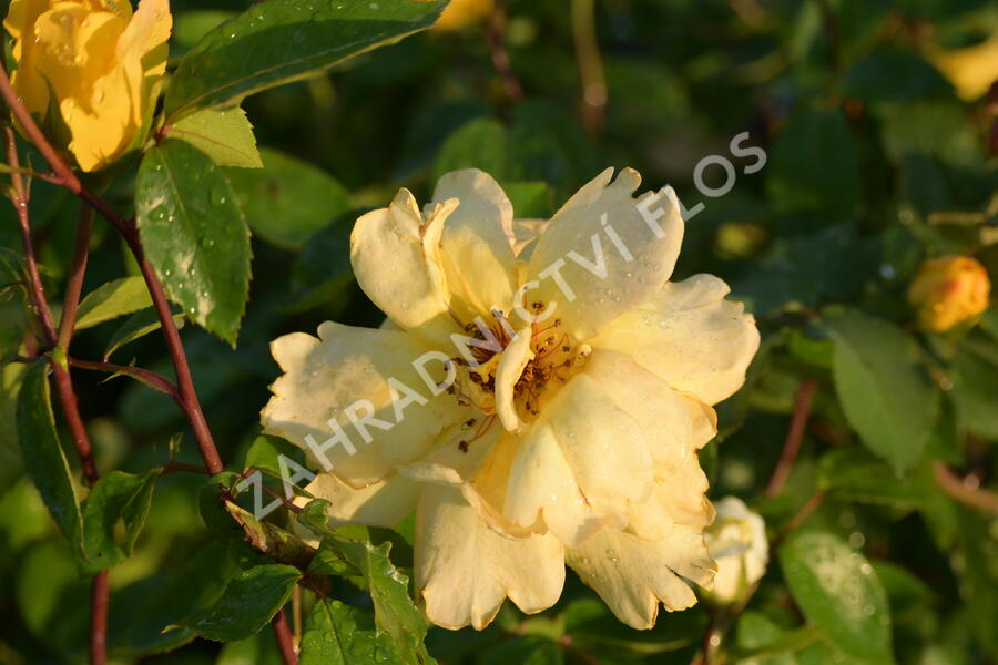 Růže pnoucí 'Golden Showers' - Rosa PN 'Golden Showers'