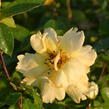 Růže pnoucí 'Golden Showers' - Rosa PN 'Golden Showers'