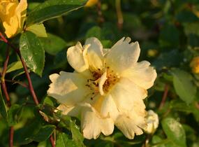 Růže pnoucí 'Golden Showers' - Rosa PN 'Golden Showers'