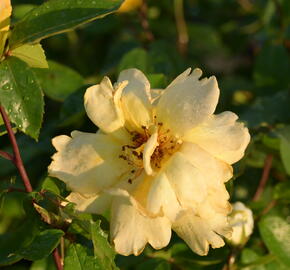 Růže pnoucí 'Golden Showers' - Rosa PN 'Golden Showers'