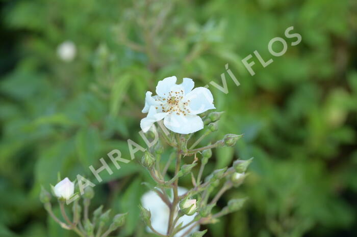 Růže parková 'Esprit d'Amour' - Rosa S 'Esprit d'Amour'