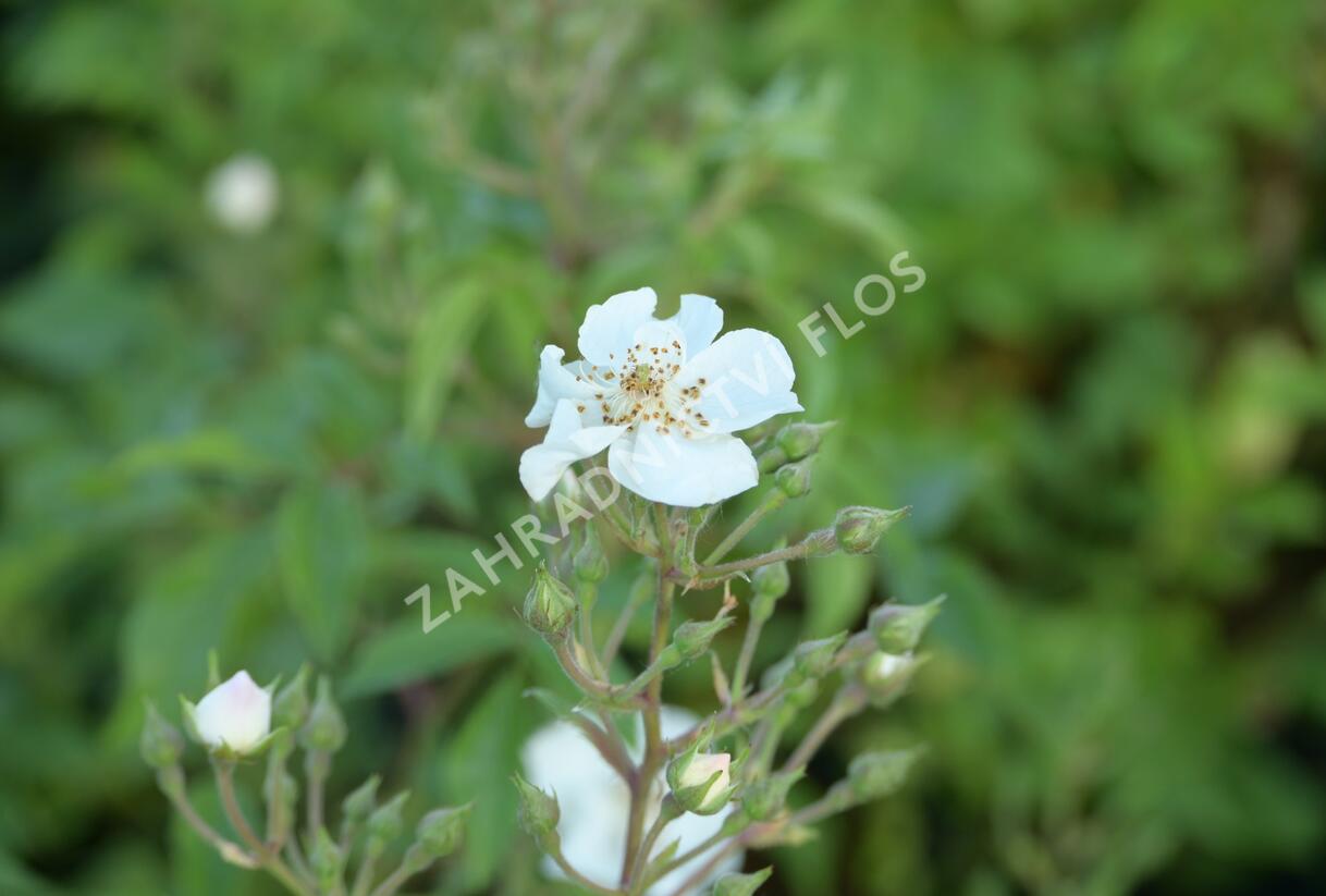 Růže parková 'Esprit d'Amour' - Rosa S 'Esprit d'Amour'