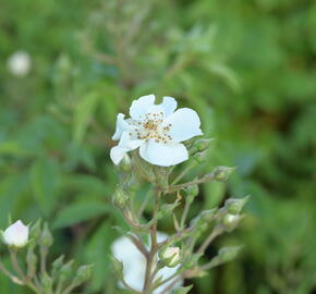 Růže parková 'Esprit d'Amour' - Rosa S 'Esprit d'Amour'