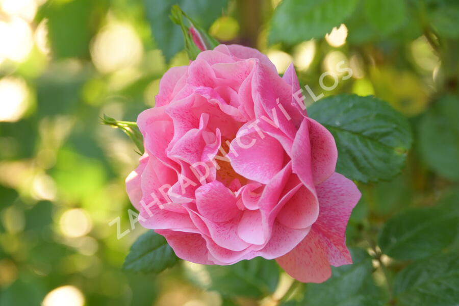Růže pnoucí 'Camelot' - Rosa PN 'Camelot'