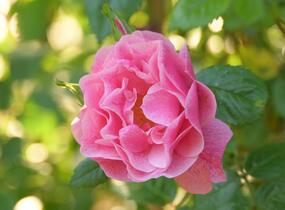 Růže pnoucí 'Camelot' - Rosa PN 'Camelot'