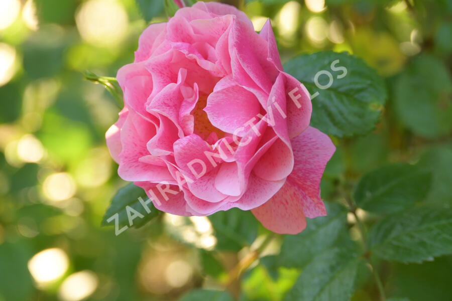 Růže pnoucí 'Camelot' - Rosa PN 'Camelot'