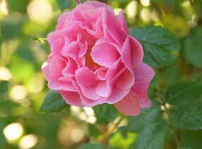 Růže pnoucí 'Camelot' - Rosa PN 'Camelot'
