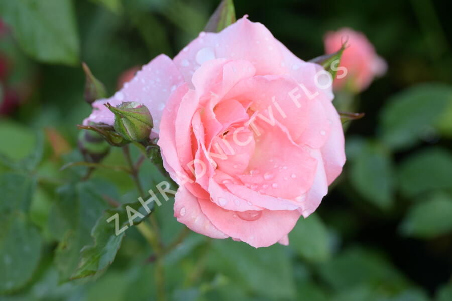 Růže pnoucí 'Alfresco' - Rosa PN 'Alfresco'