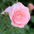 Růže pnoucí 'Alfresco' - Rosa PN 'Alfresco'