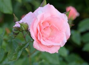 Růže pnoucí 'Alfresco' - Rosa PN 'Alfresco'
