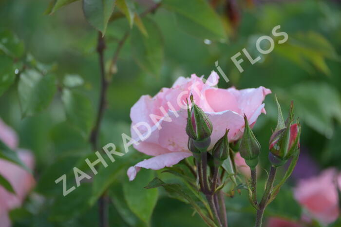 Růže pnoucí 'Alfresco' - Rosa PN 'Alfresco'