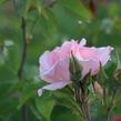 Růže pnoucí 'Alfresco' - Rosa PN 'Alfresco'