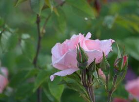 Růže pnoucí 'Alfresco' - Rosa PN 'Alfresco'