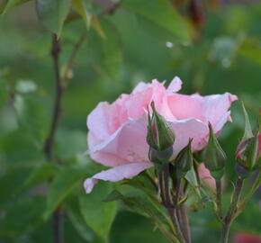 Růže pnoucí 'Alfresco' - Rosa PN 'Alfresco'