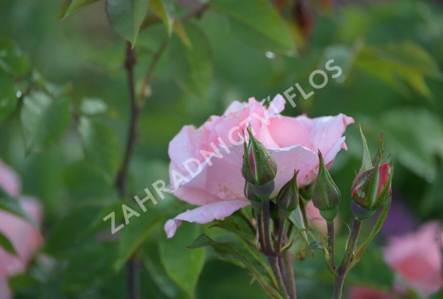 Růže pnoucí 'Alfresco' - Rosa PN 'Alfresco'