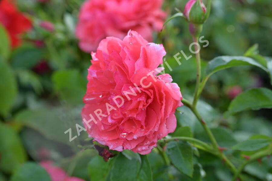 Růže pnoucí Kordes 'Uetersener Rosenkönigin' - Rosa PN 'Uetersener Rosenkönigin'