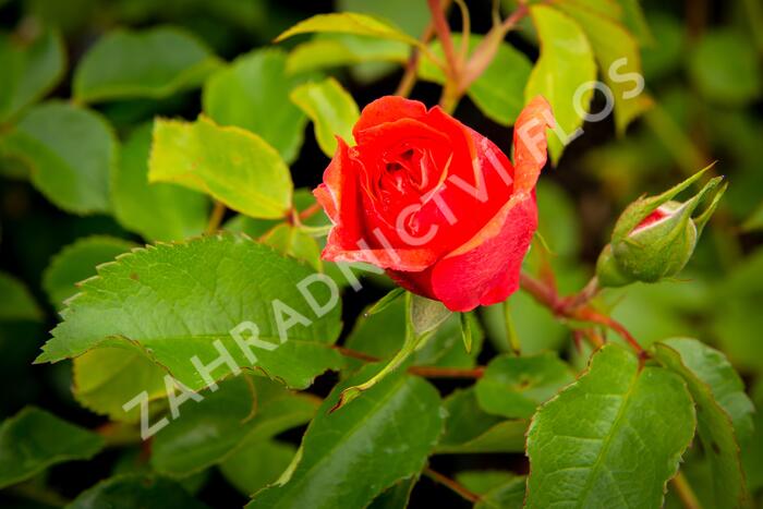 Růže pnoucí Kordes 'Uetersener Rosenkönigin' - Rosa PN 'Uetersener Rosenkönigin'