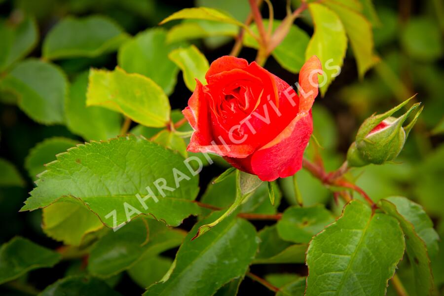 Růže pnoucí Kordes 'Uetersener Rosenkönigin' - Rosa PN 'Uetersener Rosenkönigin'
