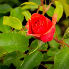 Růže pnoucí Kordes 'Uetersener Rosenkönigin' - Rosa PN 'Uetersener Rosenkönigin'