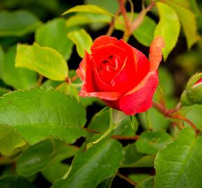 Růže pnoucí Kordes 'Uetersener Rosenkönigin' - Rosa PN 'Uetersener Rosenkönigin'