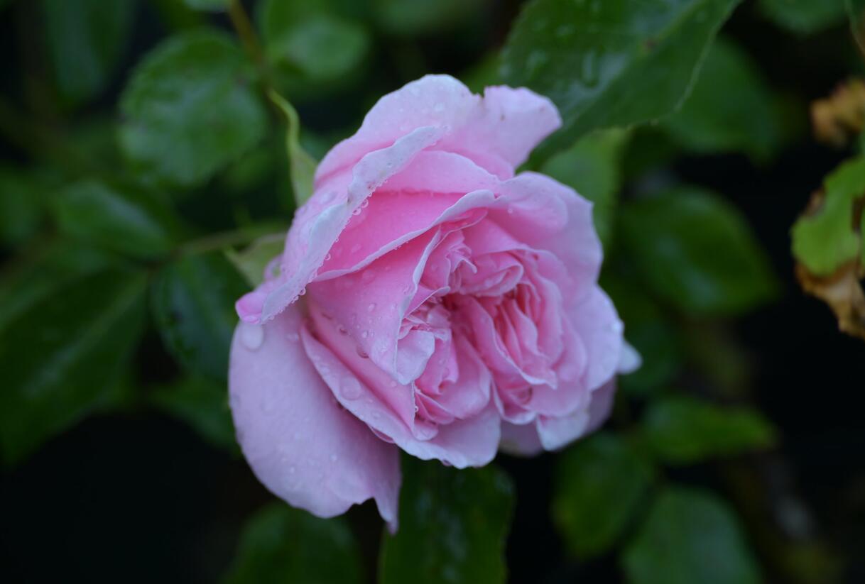 Růže mnohokvětá Kordes 'Home & Garden' - Rosa MK 'Home & Garden'