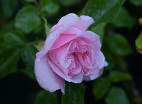 Růže mnohokvětá Kordes 'Home & Garden' - Rosa MK 'Home & Garden'