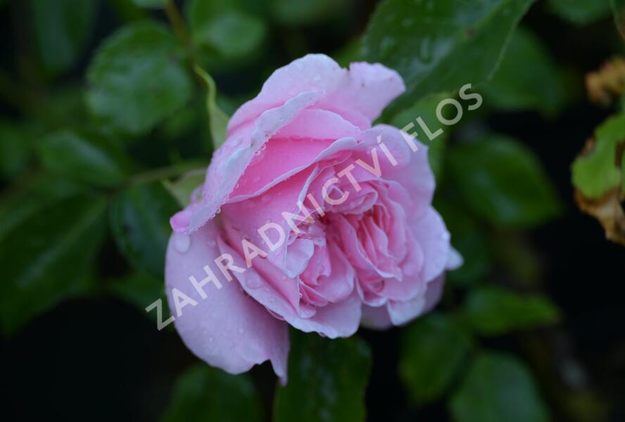Růže mnohokvětá Kordes 'Home & Garden' - Rosa MK 'Home & Garden'