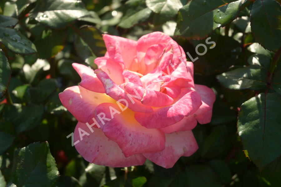 Růže velkokvětá 'Sunrise' - Rosa VK 'Sunrise' (Michel Desjoyeaux)