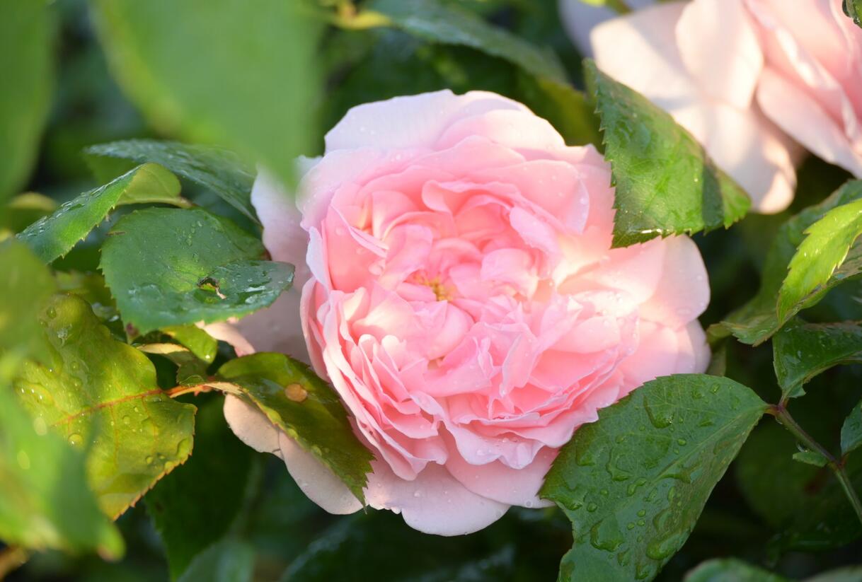 Růže velkokvětá 'Princess Claire of Belgium' - Rosa VK 'Princess Claire of Belgium'