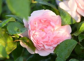 Růže velkokvětá 'Princess Claire of Belgium' - Rosa VK 'Princess Claire of Belgium'